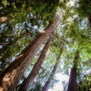 The Four Pillars of Integrity Video Series
